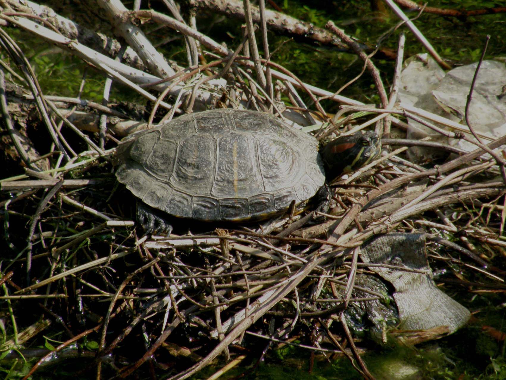 Testuggine abbandonata: Trachemys scripta elegans