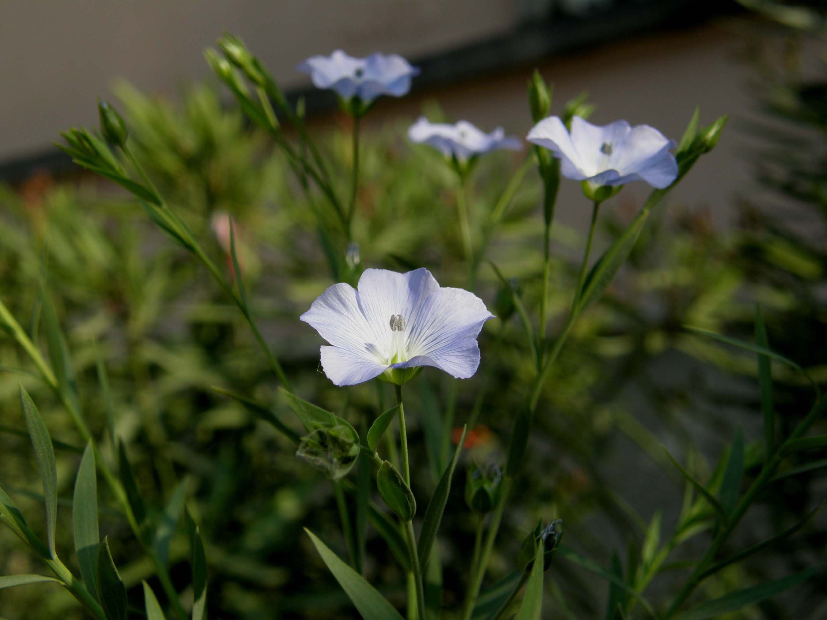 Spontanea o inselvatichita? - Linum sp. (Malpighiales - Linaceae)