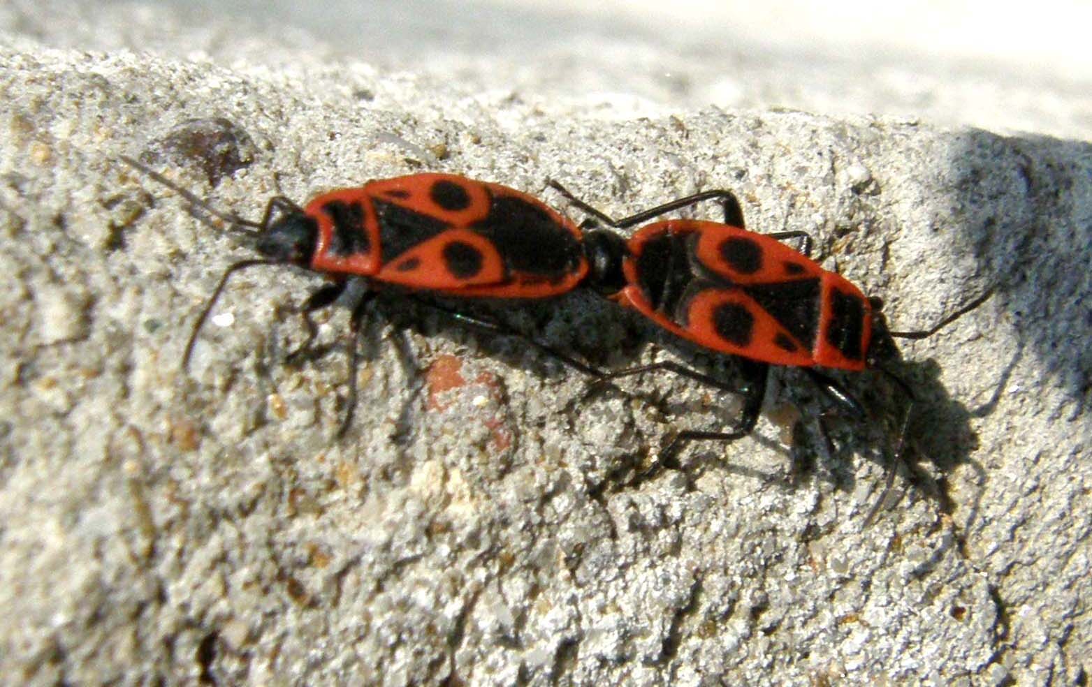 Accoppiamento di pirrocori: Pyrrhocoris apterus