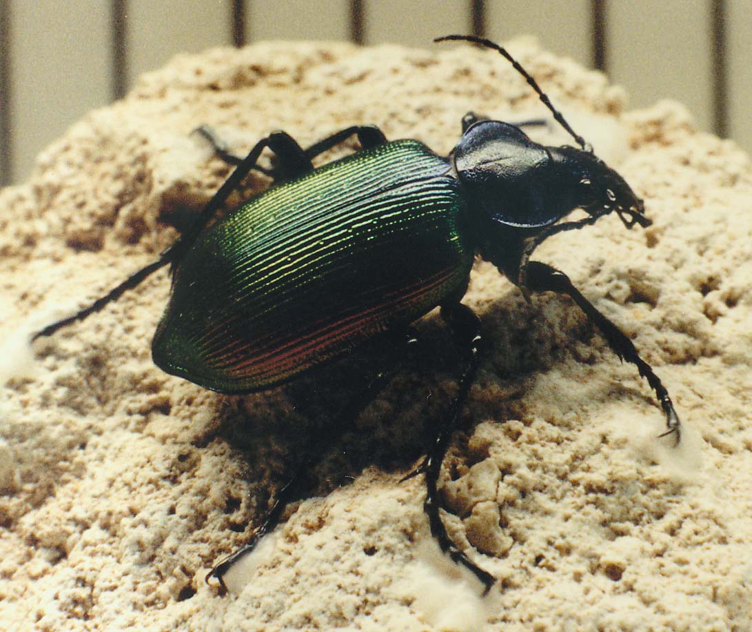 Carabide - Calosoma sycophanta