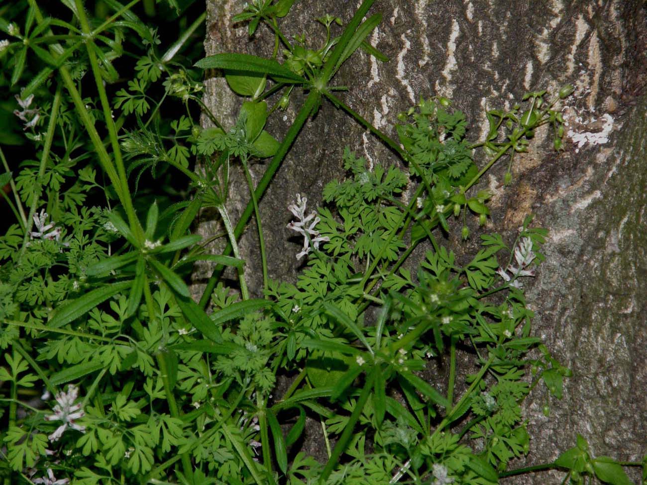 Leguminosa? no, Papaveraceae (Ranuncolares): Fumaria capreolata