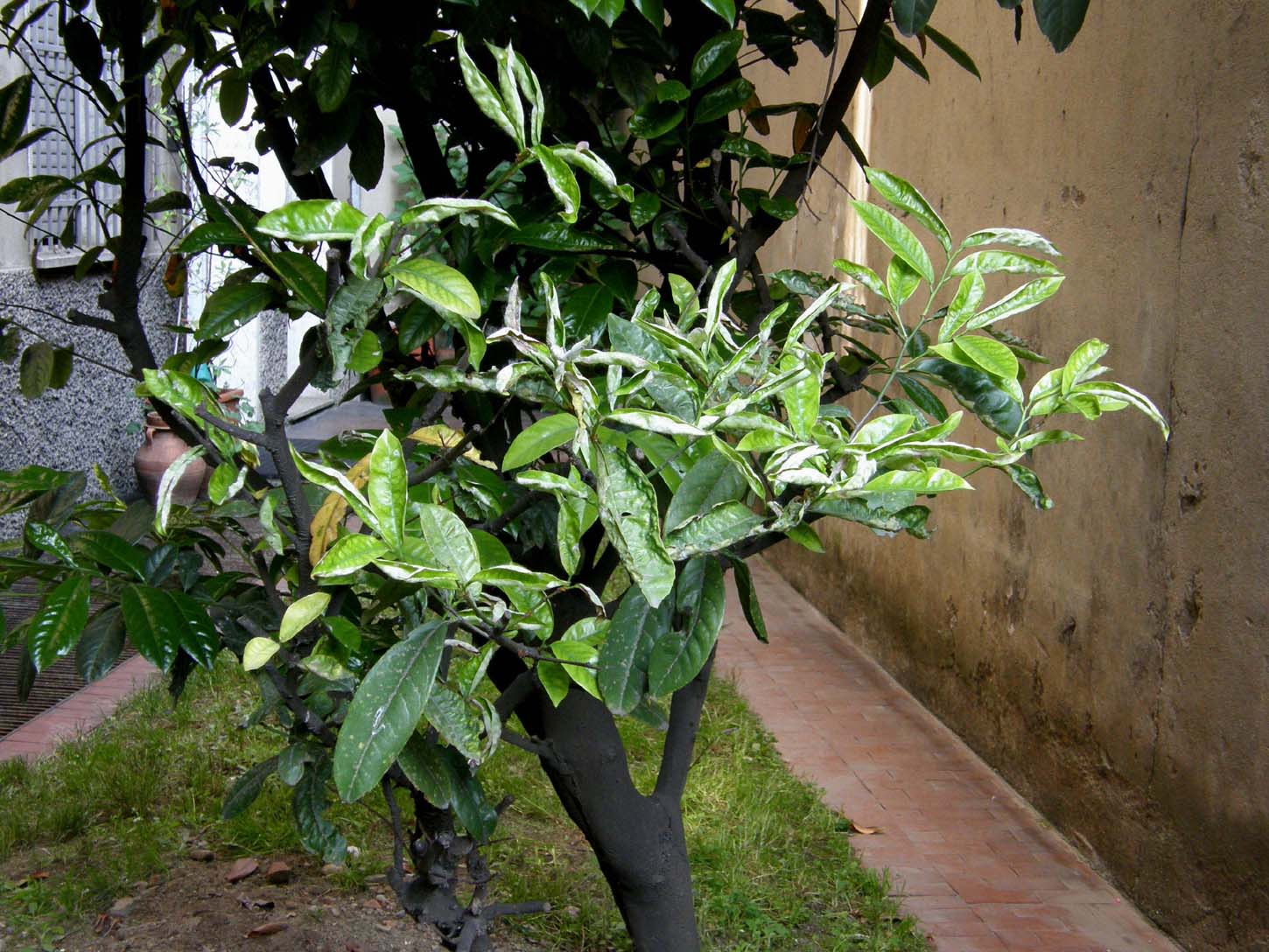 Afidi su asteracea spontanea