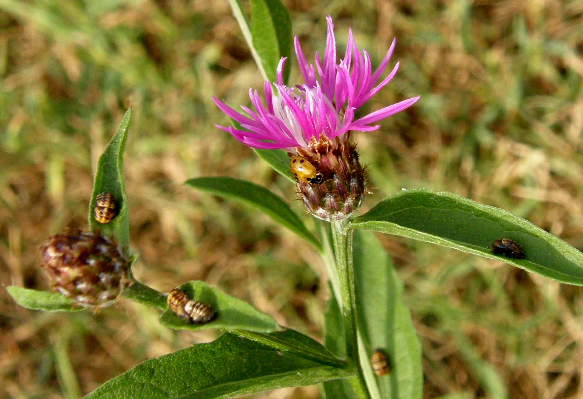 Coccinelle in accoppiamento da identificare