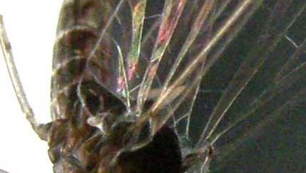 Cloeon cognatum