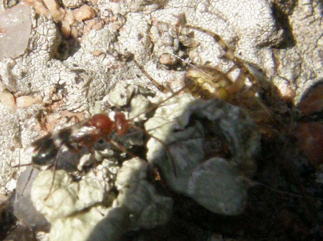Braconidae (?) della Bretagna