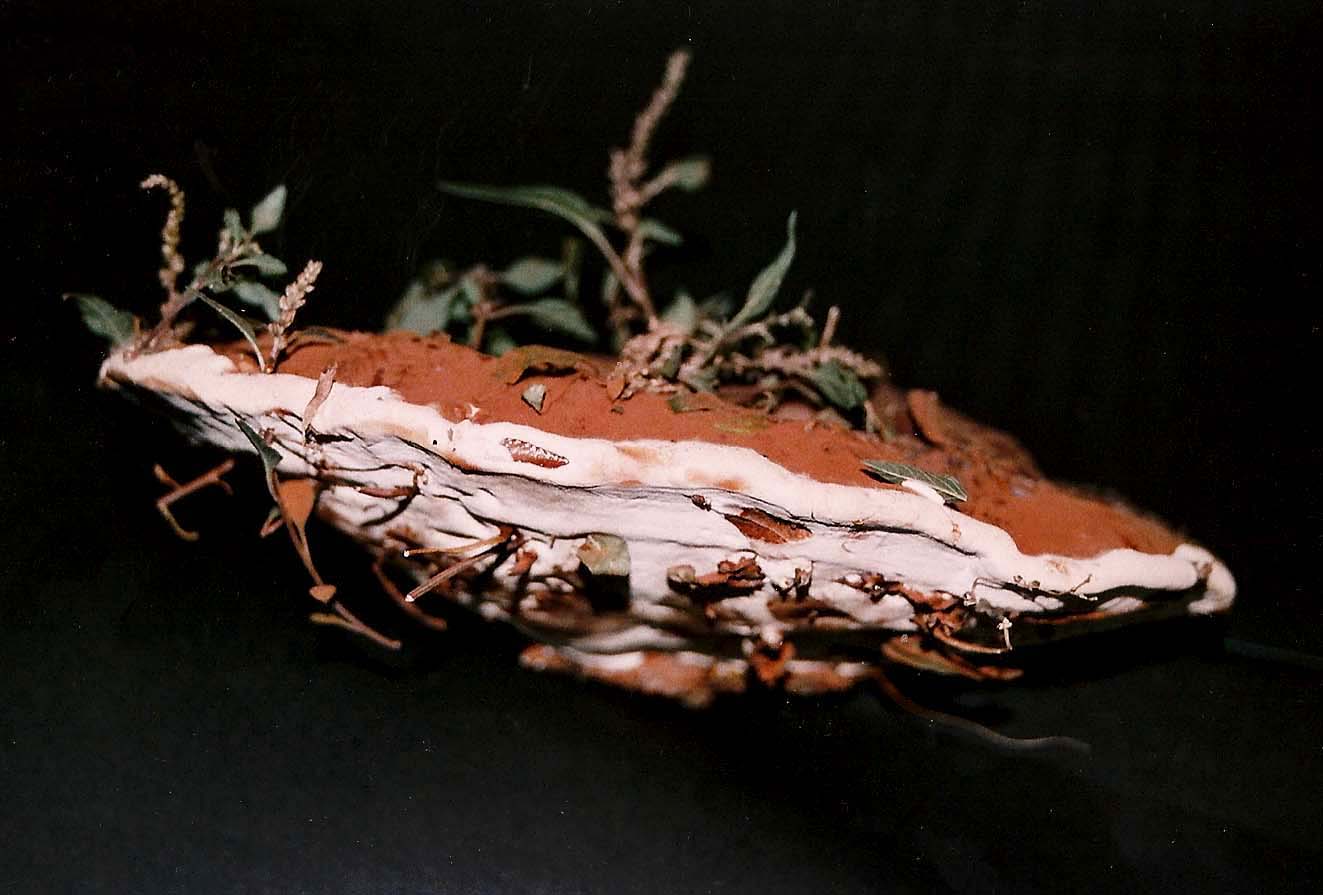 Fungo o alieno? (Ganoderma resinaceum)