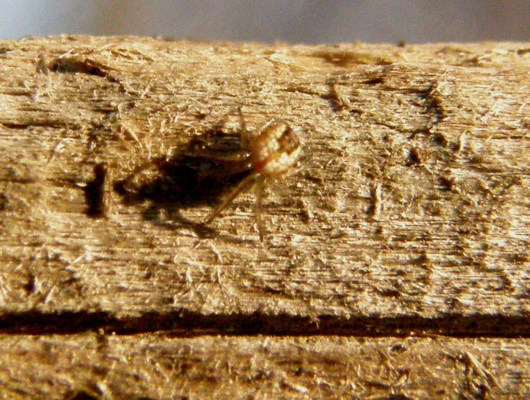 Mangora acalypha