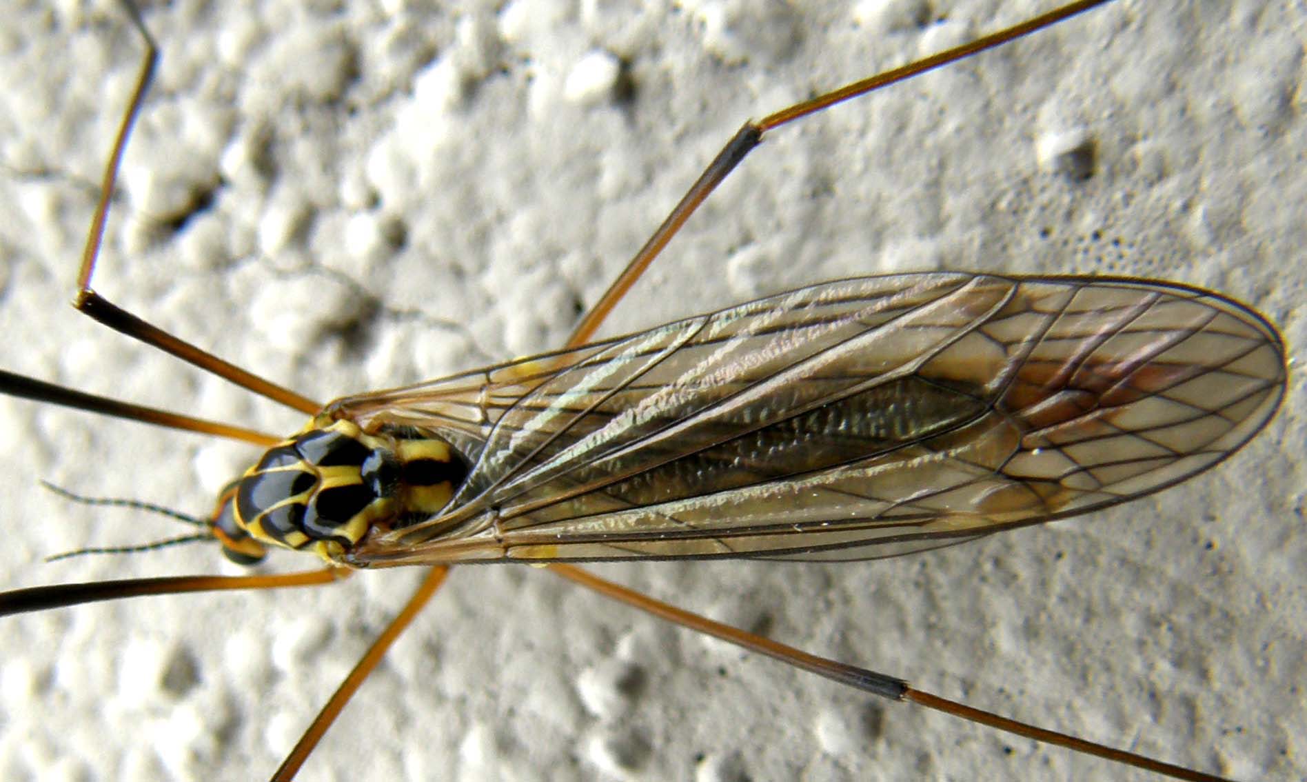 Tipulidae ...tigrata