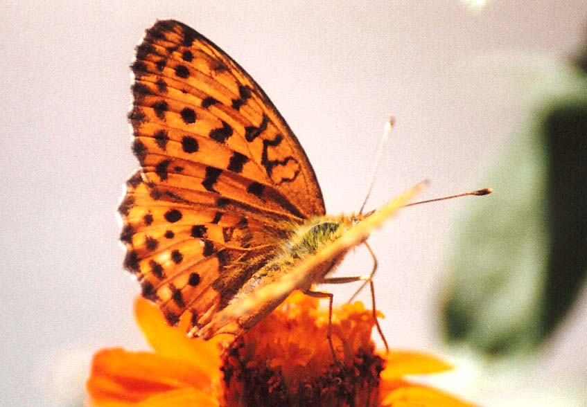 Argynnis ?
