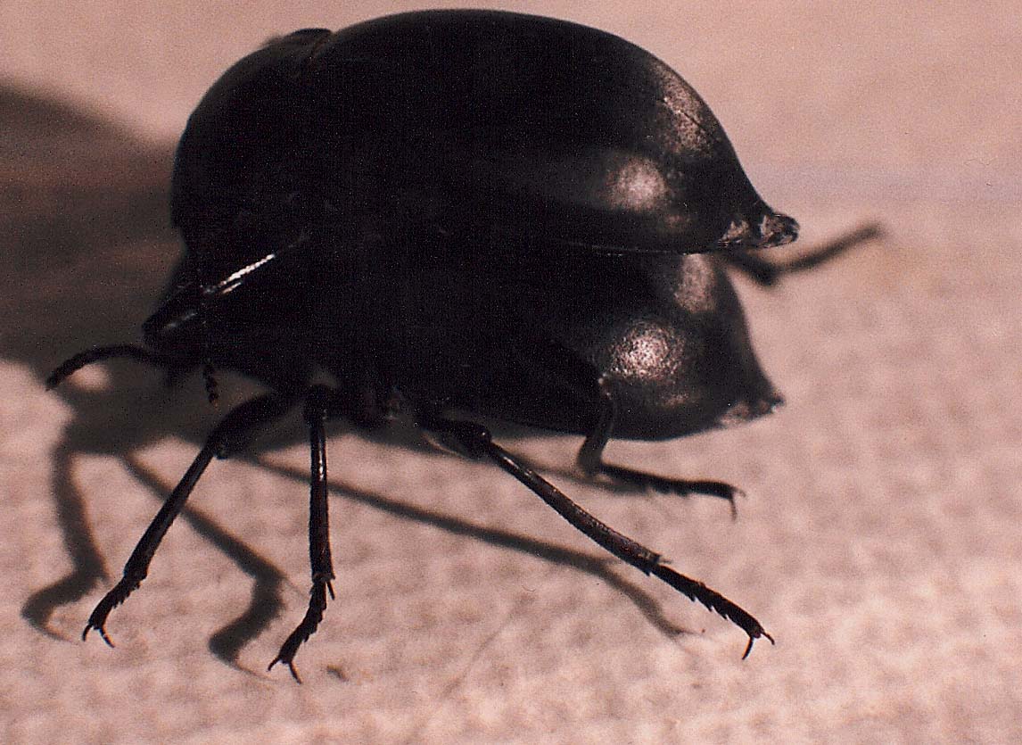 Accopiamento di Tenebrionidae
