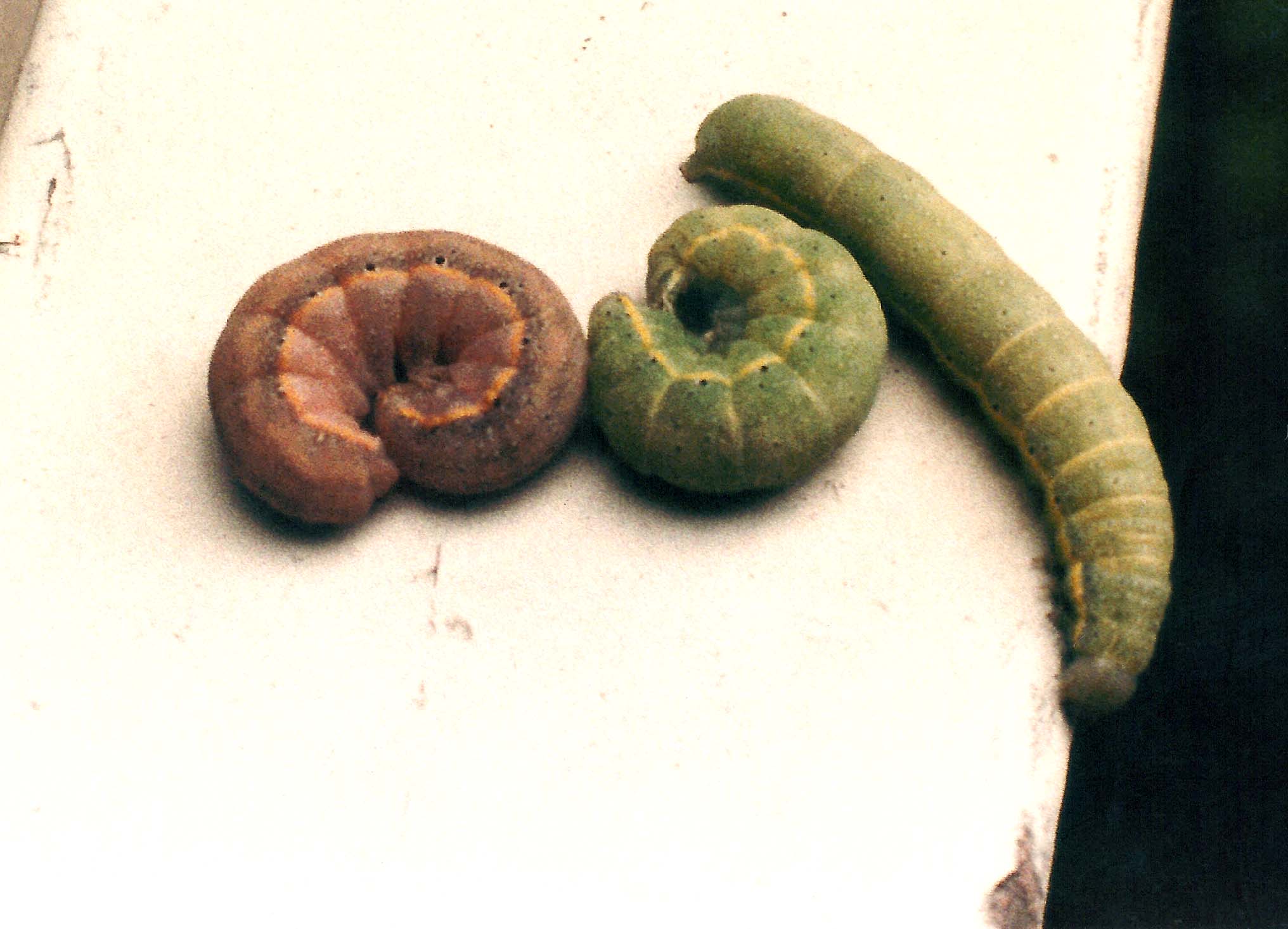 Bruchi da identificare