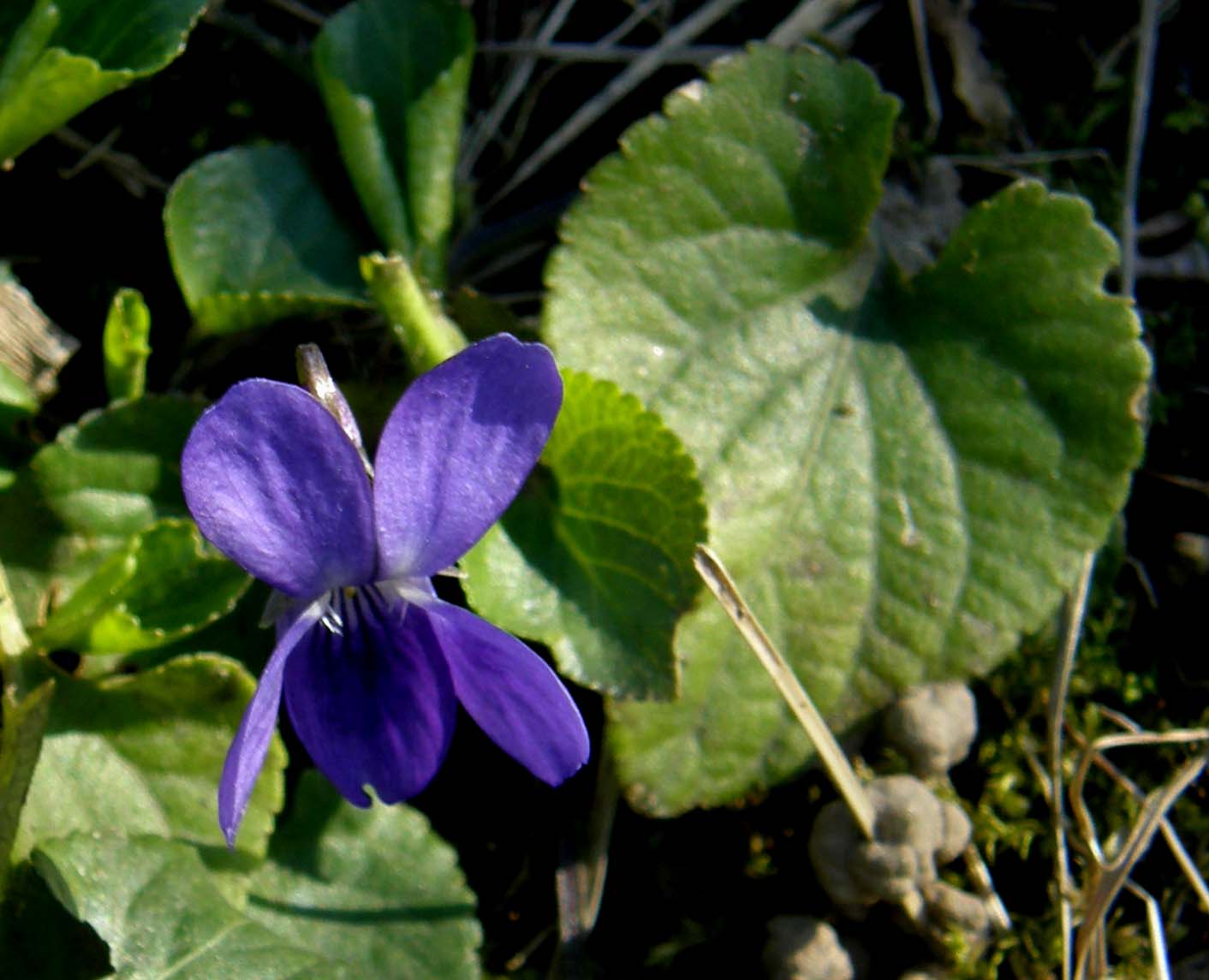 Le prime violette: Viola cfr. odorata (Violaceae)