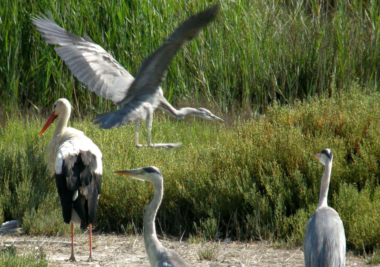 Airone cenerino (Ardea cinerea) ...a pesca nel centro di Milano