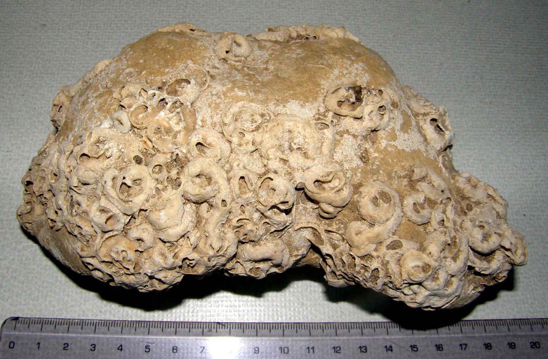 Li avevo scambiati per fossili.
