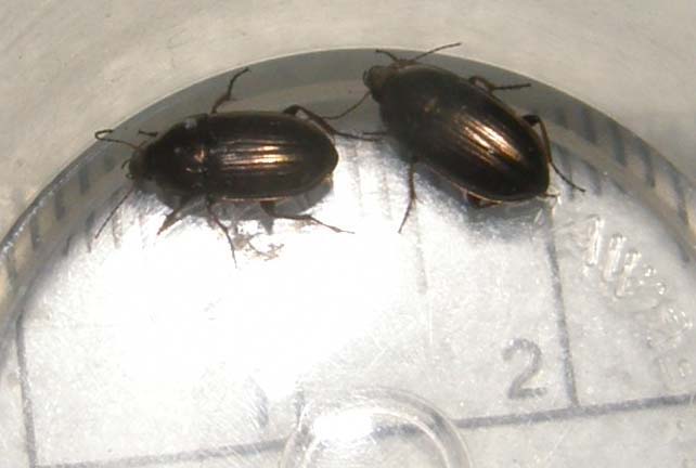 Da identificare: Amara aenea