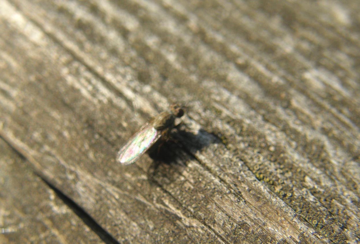 Piccolo dittero da identificare: probabile Anthomyiidae.