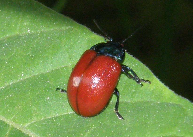Crisomelide rosso da identificare - Crysolina grossa