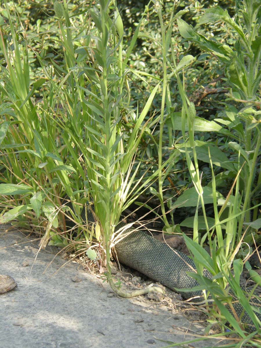 Spontanea o inselvatichita? - Linum sp. (Malpighiales - Linaceae)