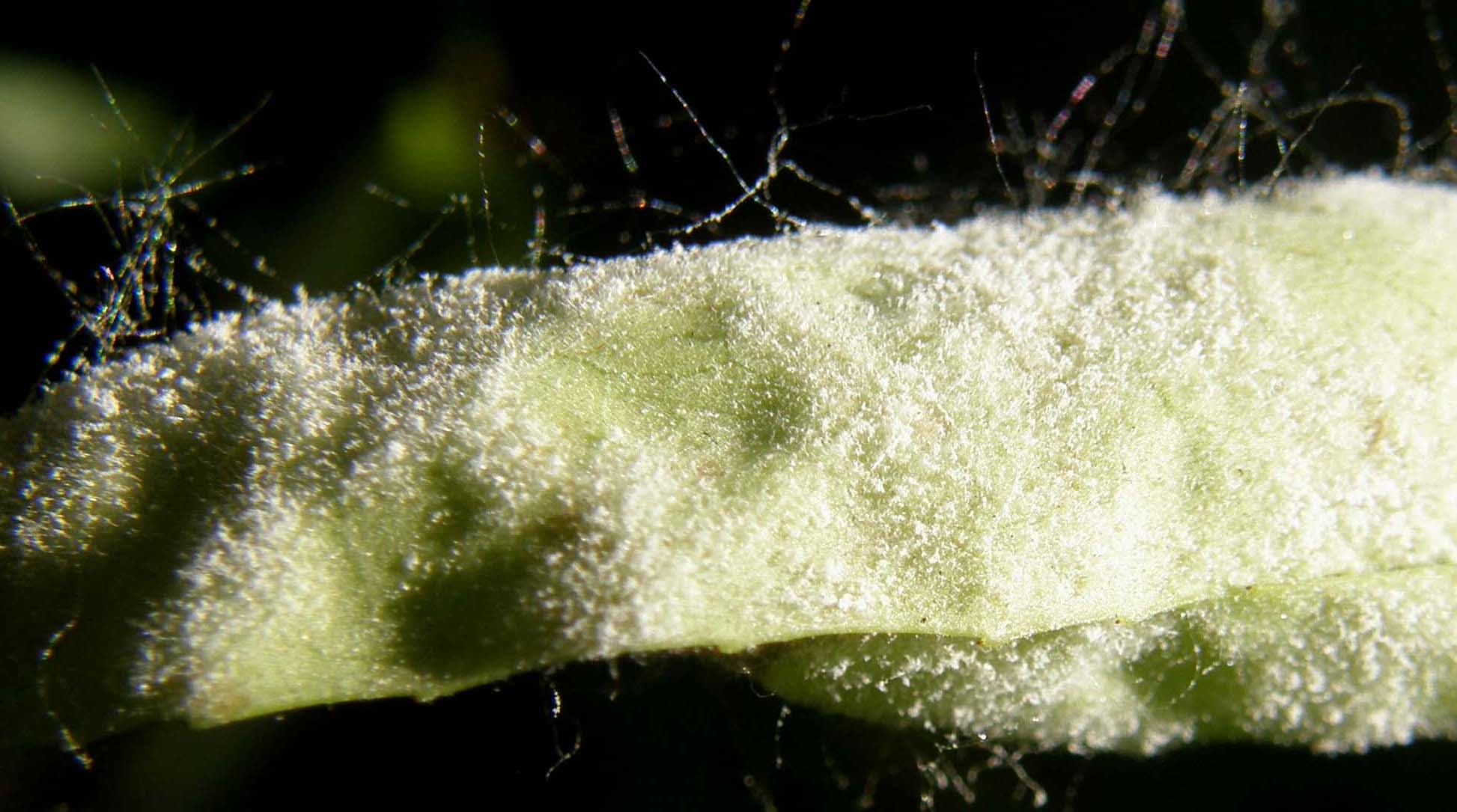Afidi su asteracea spontanea