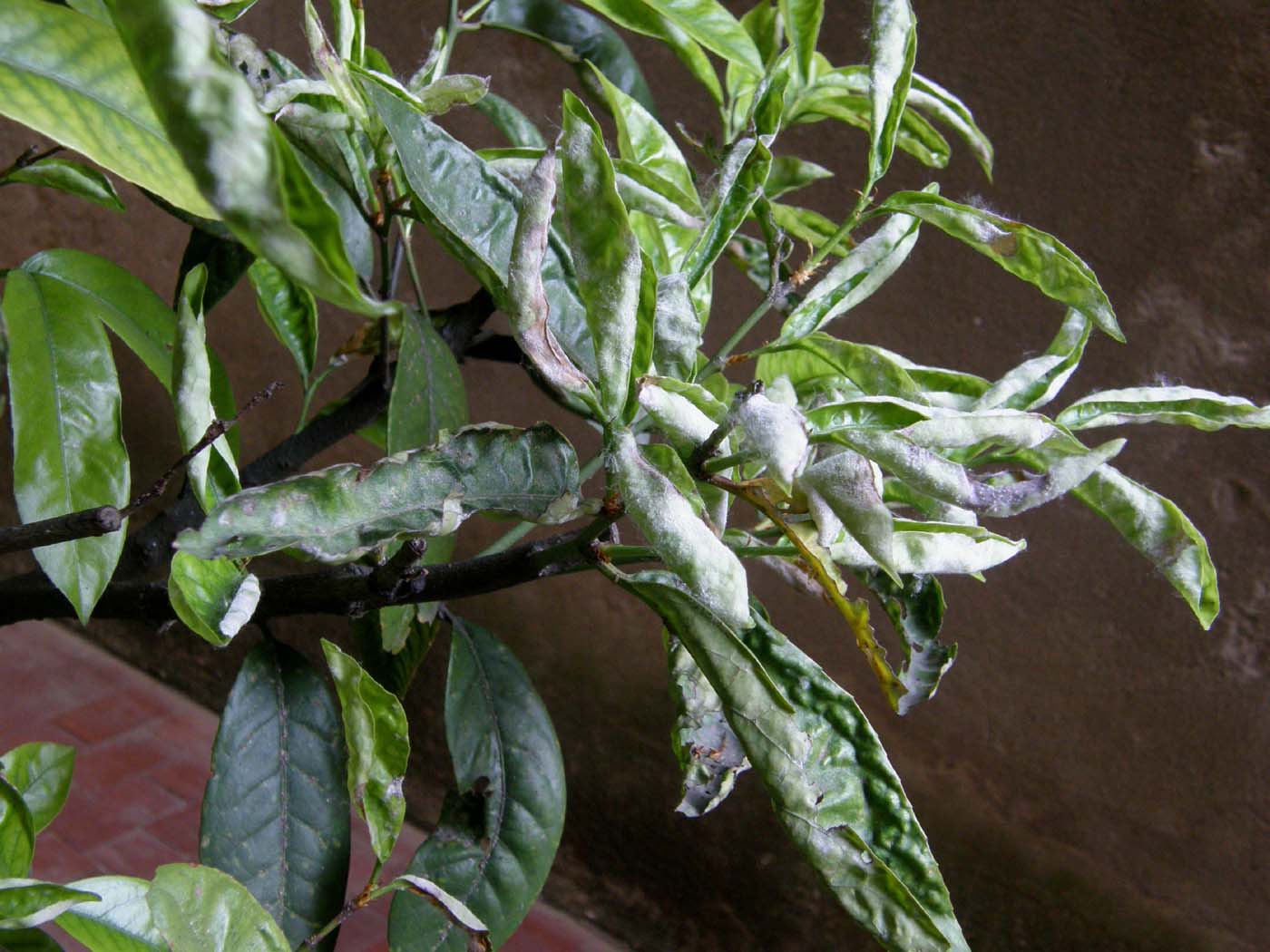 Afidi su asteracea spontanea