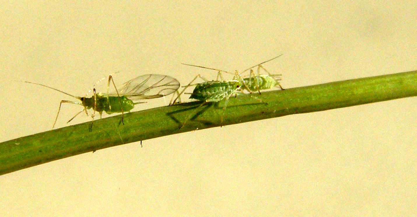 Afidi su asteracea spontanea