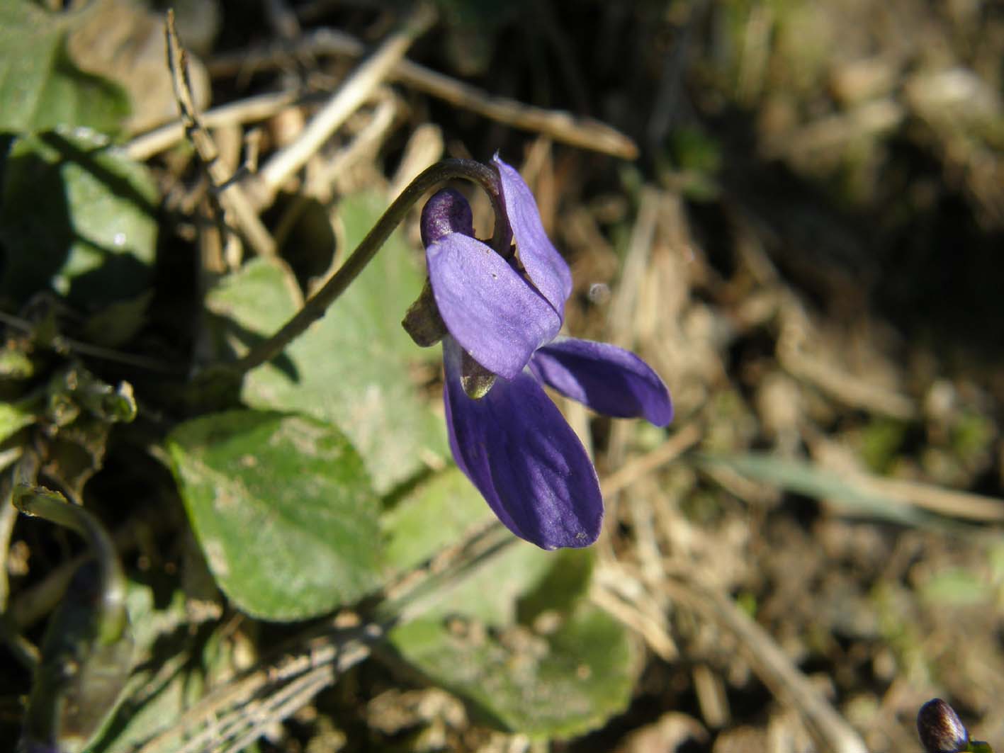 Le prime violette: Viola cfr. odorata (Violaceae)