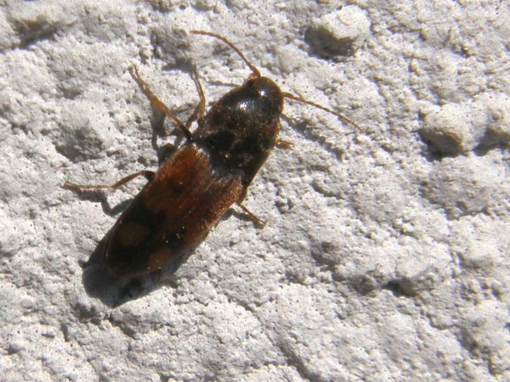 E questo cos''è? Drasterius bimaculatus