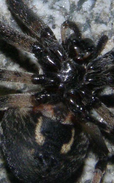 Larinioides sclopetarius