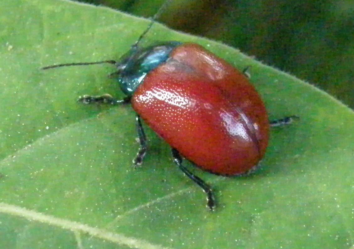 Crisomelide rosso da identificare - Crysolina grossa