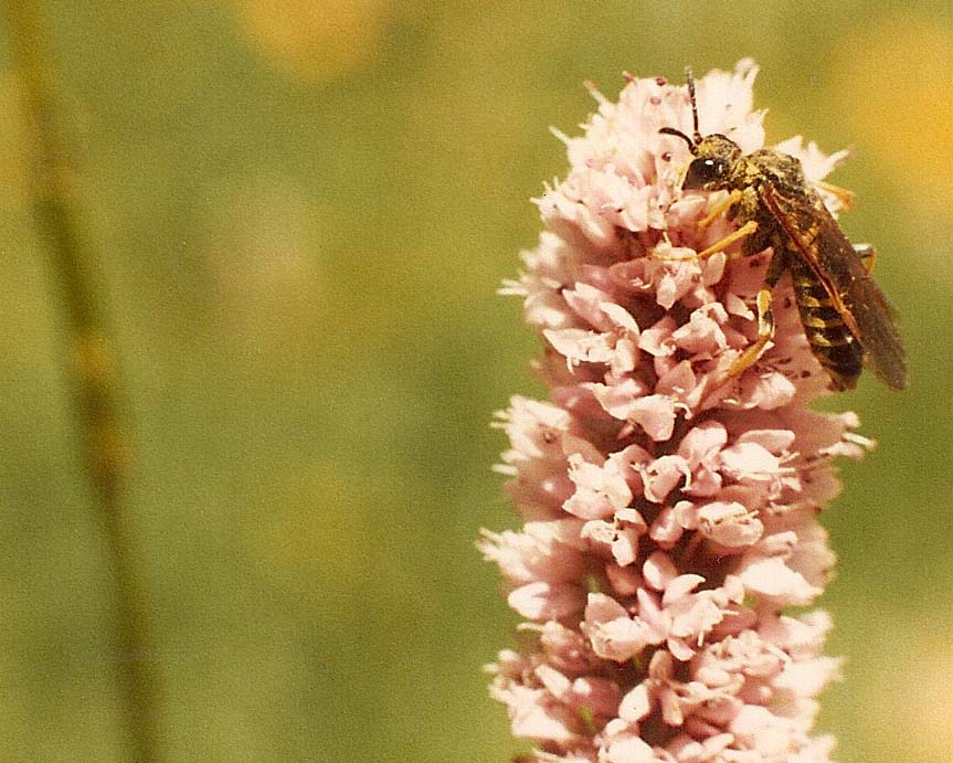 Tenthredo sp., (Tenthredinidae)