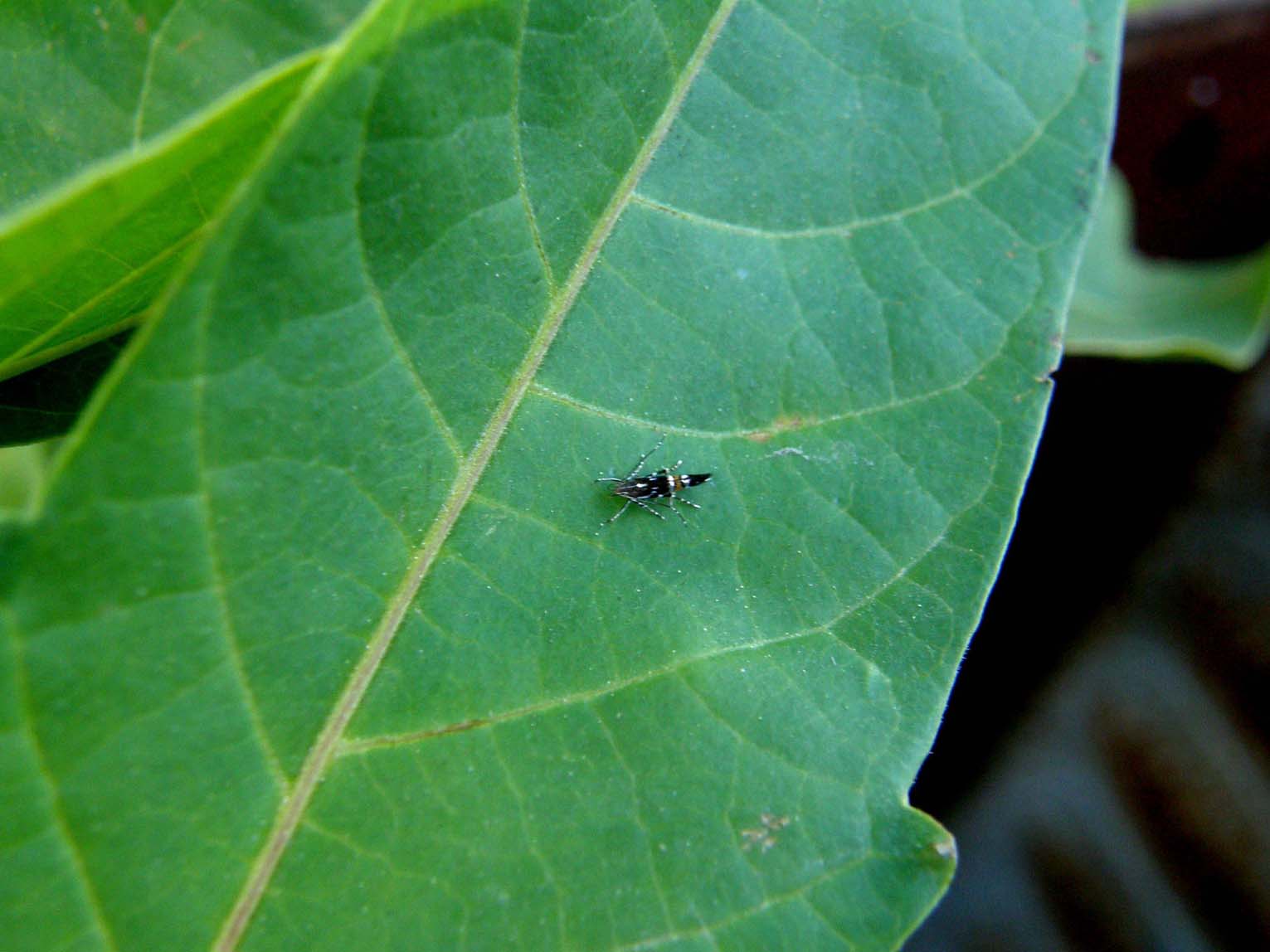 Microlepidotteri da identificare