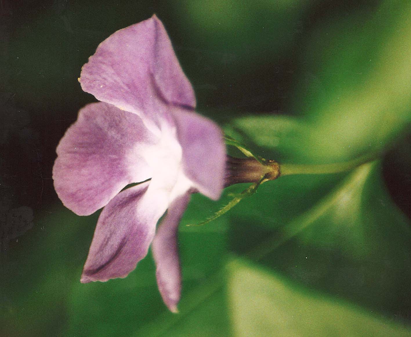 Vinca sp. (Gentianales - Apocynaceae)