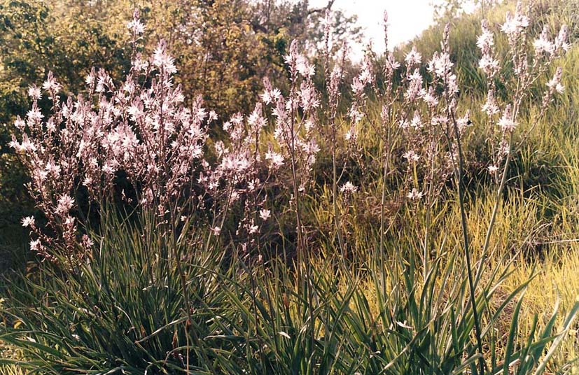 Asphodelus ramosus (=microcarpus) e Charybdis maritima / Urginea maritima