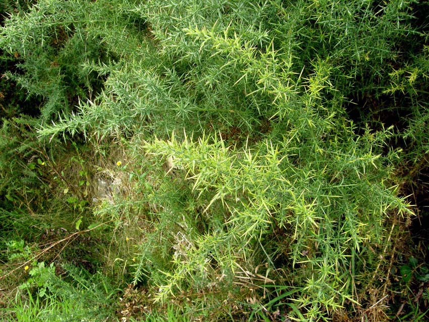 Cortina spinosa - Ulex sp.