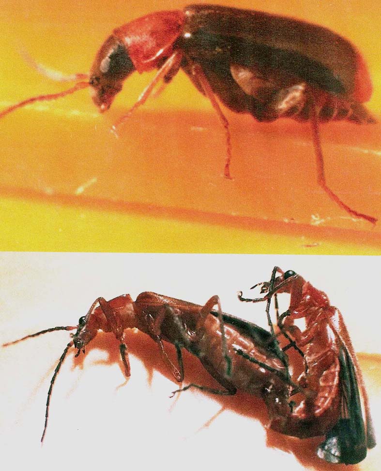 Altri coleotteri in accoppiamento da identificare