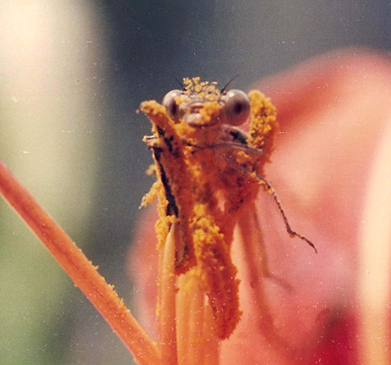 Coenagrionidae sp.
