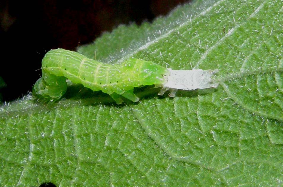 Piccoli bruchi crescono...(Chrysodeixis chalcites)