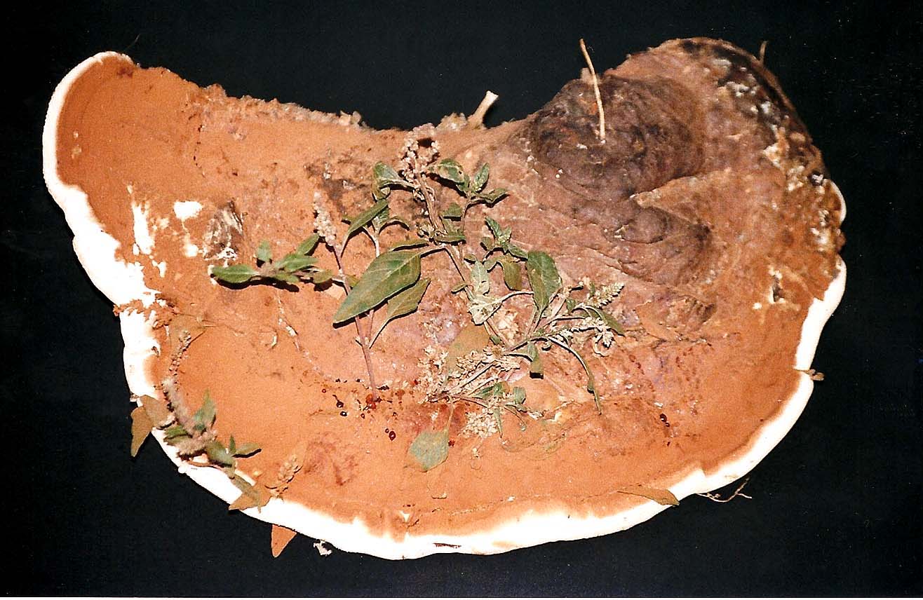 Fungo o alieno? (Ganoderma resinaceum)
