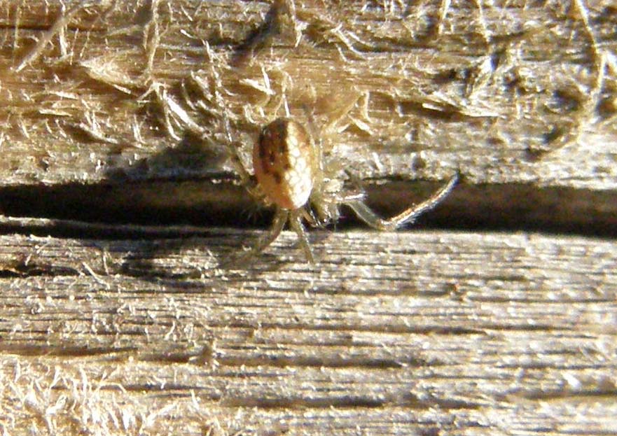 Mangora acalypha