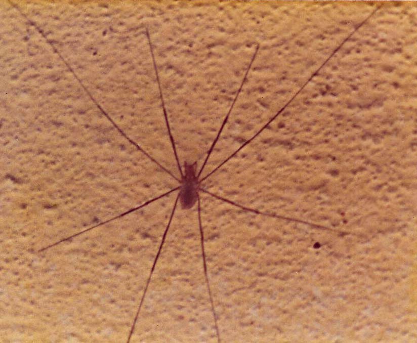 Opilione e probabile Pholcus sp.