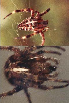 Argiope bruennichi e Araneus diadematus