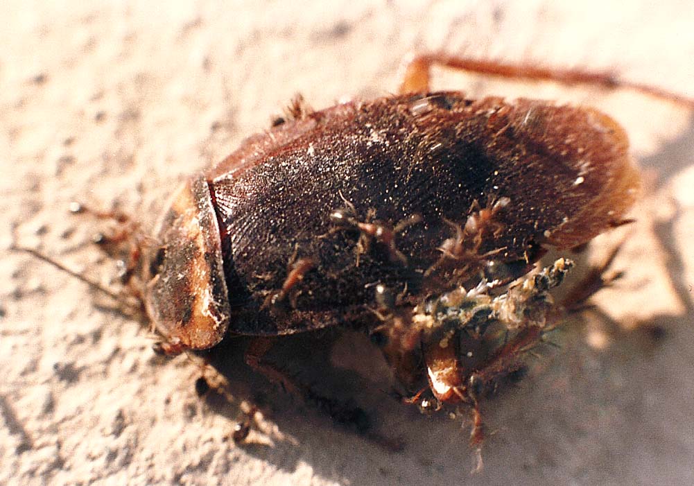 Formiche che divorano una blatta: Monomorium sp (Formicidae)