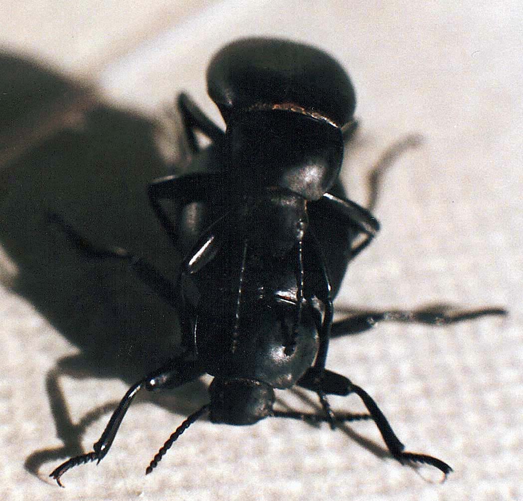 Accopiamento di Tenebrionidae