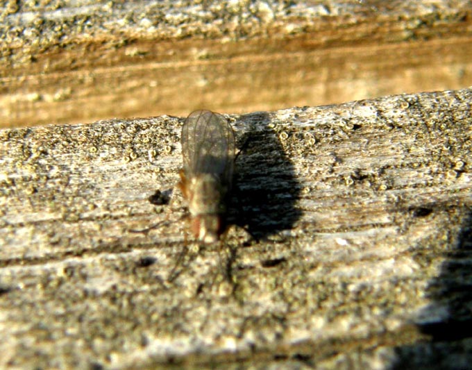 Piccolo dittero da identificare: probabile Anthomyiidae.
