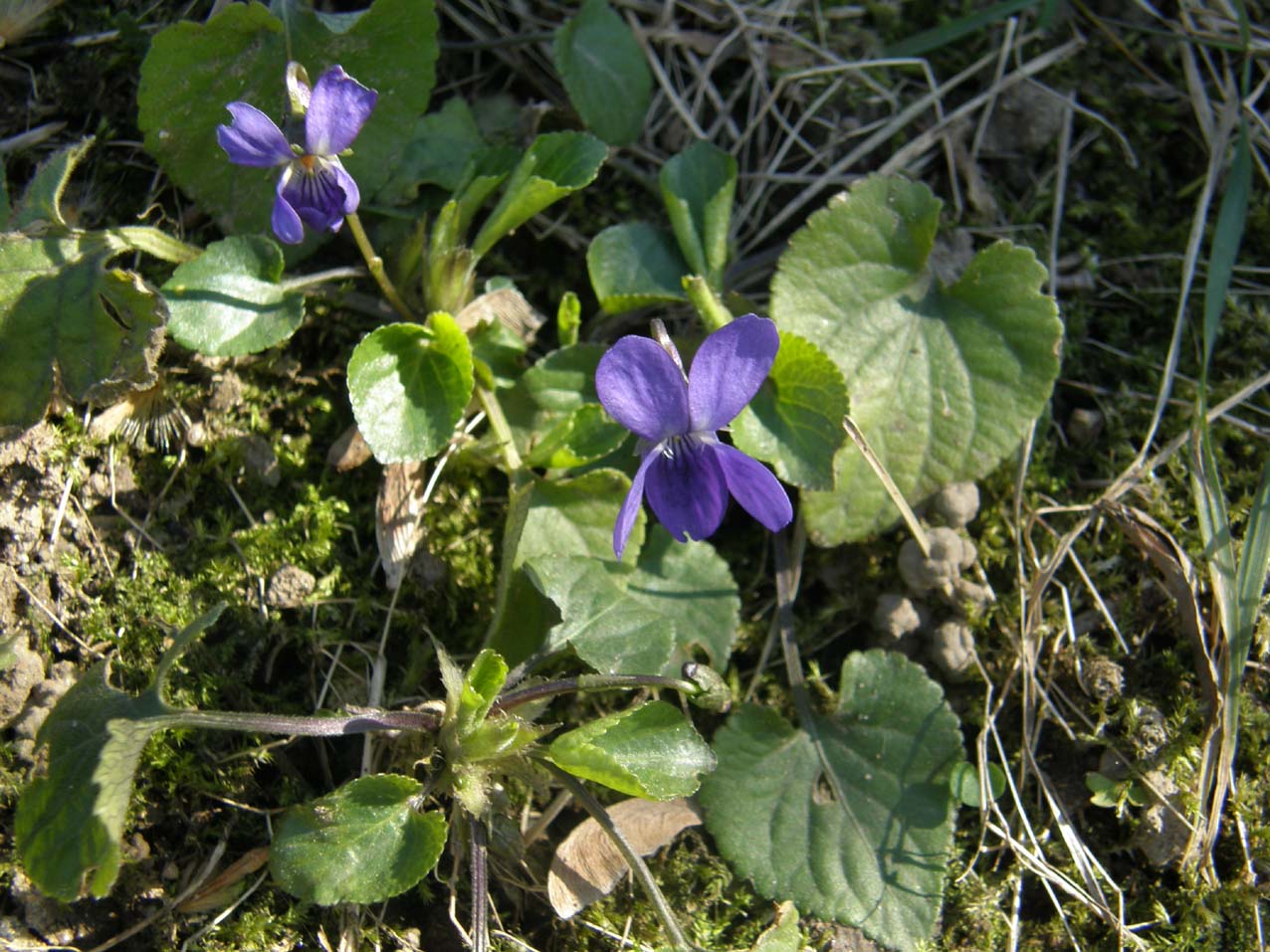 Le prime violette: Viola cfr. odorata (Violaceae)