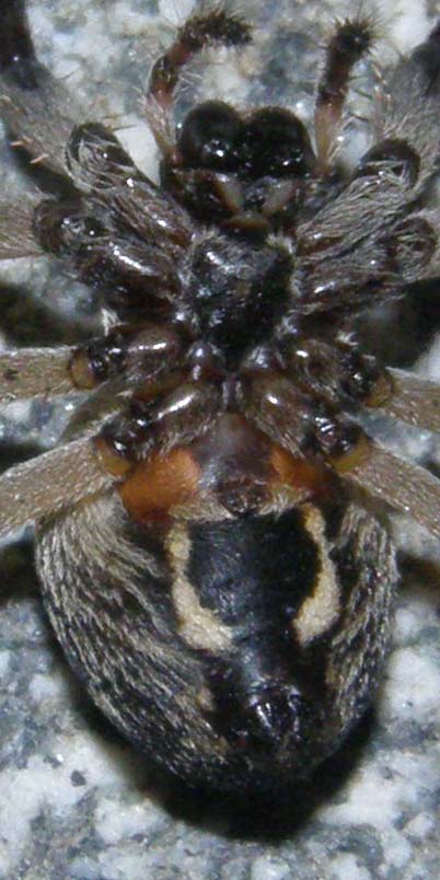 Larinioides sclopetarius