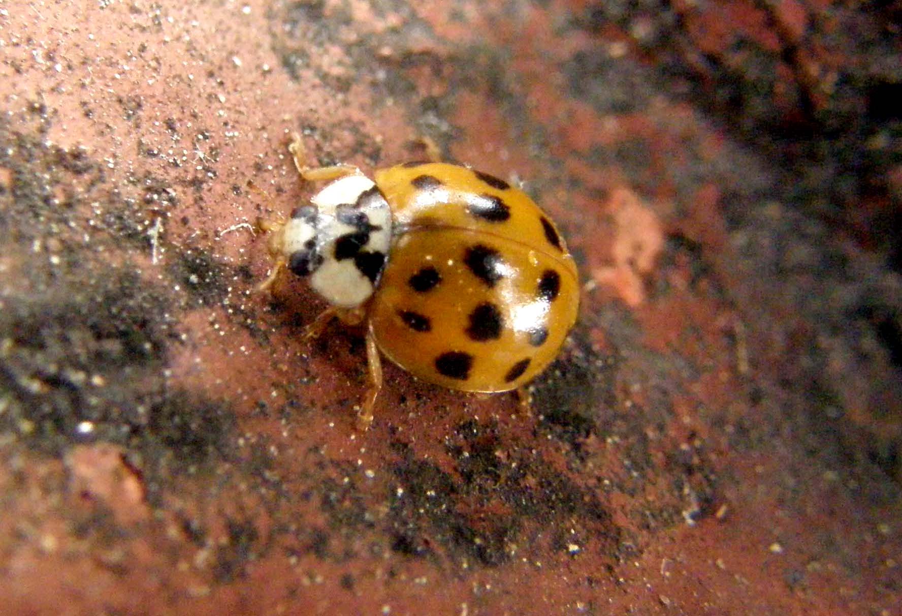 Altra coccinella gialla e nera