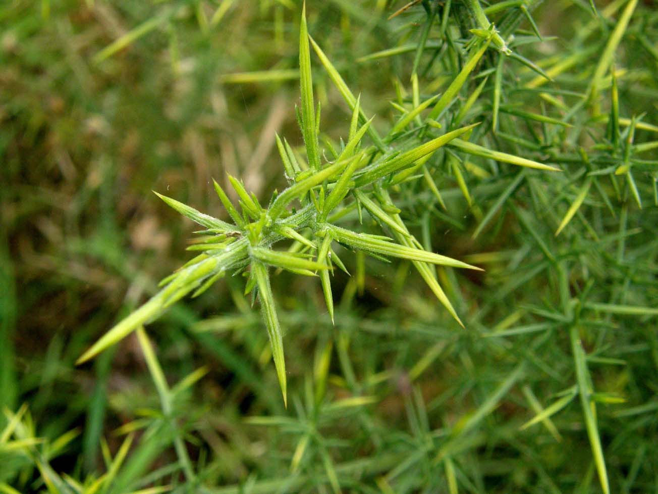 Cortina spinosa - Ulex sp.