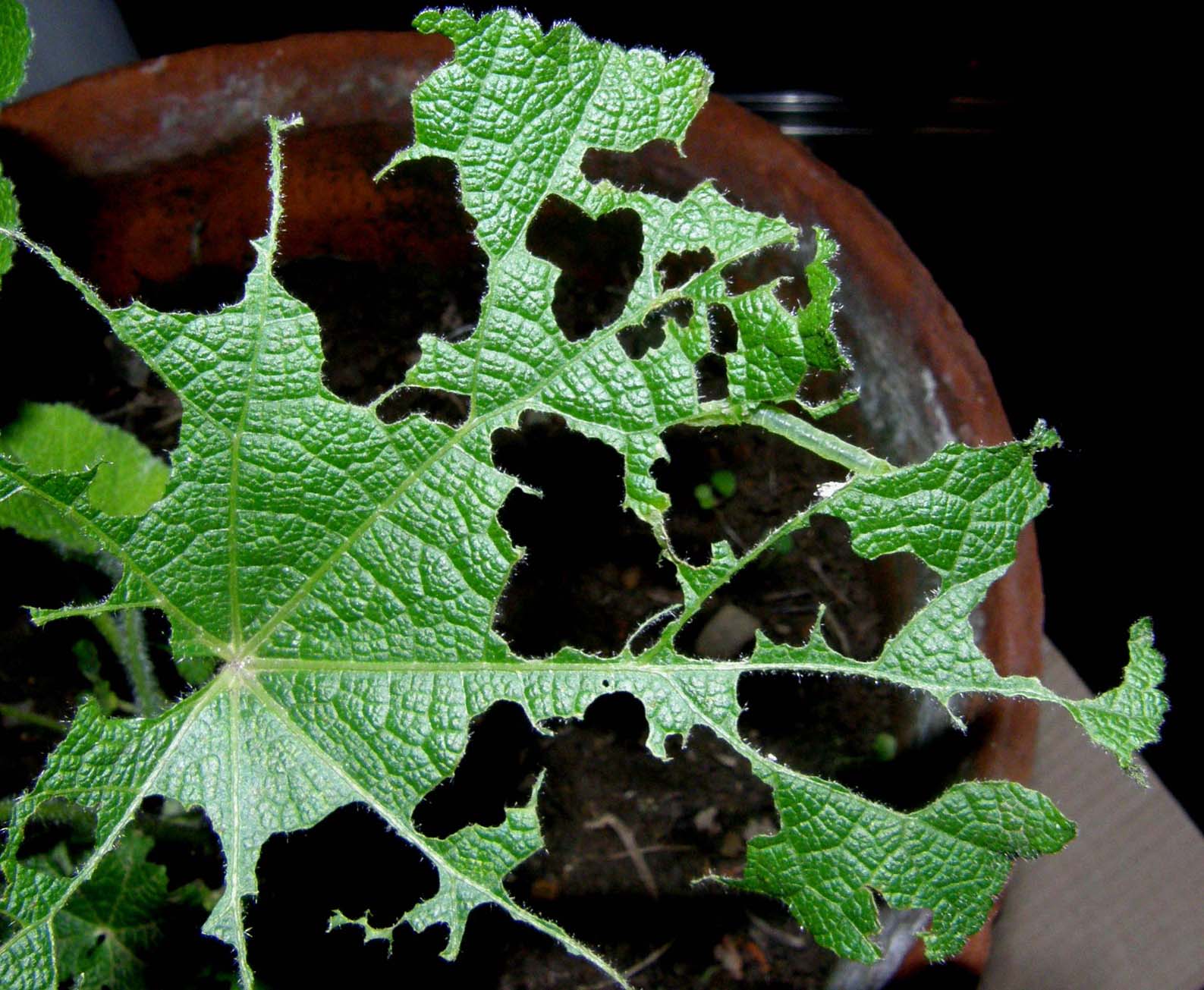 Piccoli bruchi crescono...(Chrysodeixis chalcites)