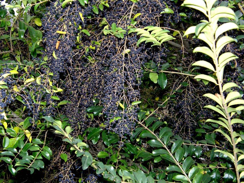 Arbusto stracarico di bacche - Ligustrum lucidum
